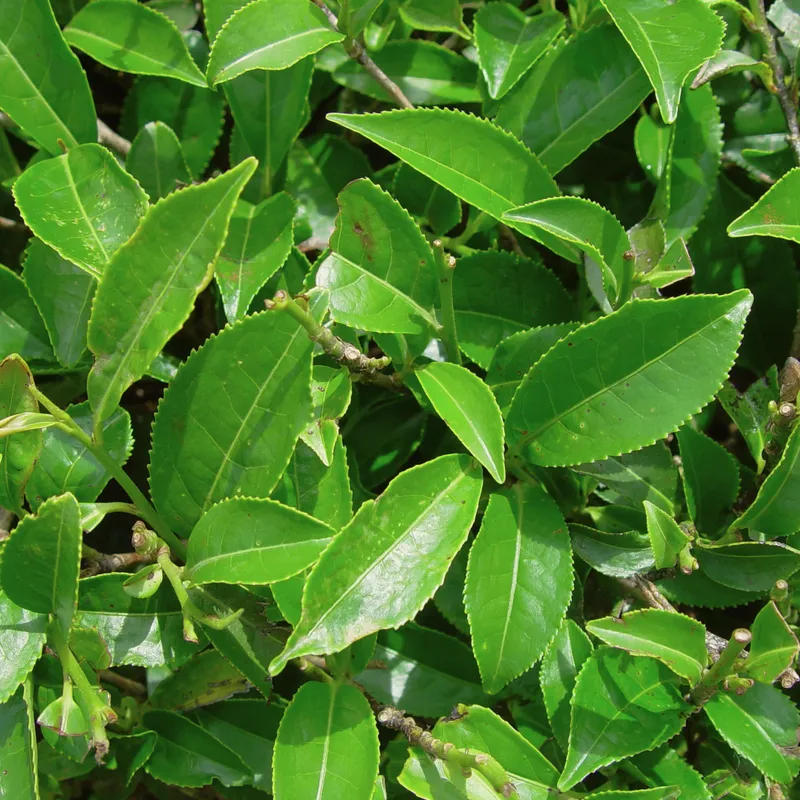 Blader fra teplanten
