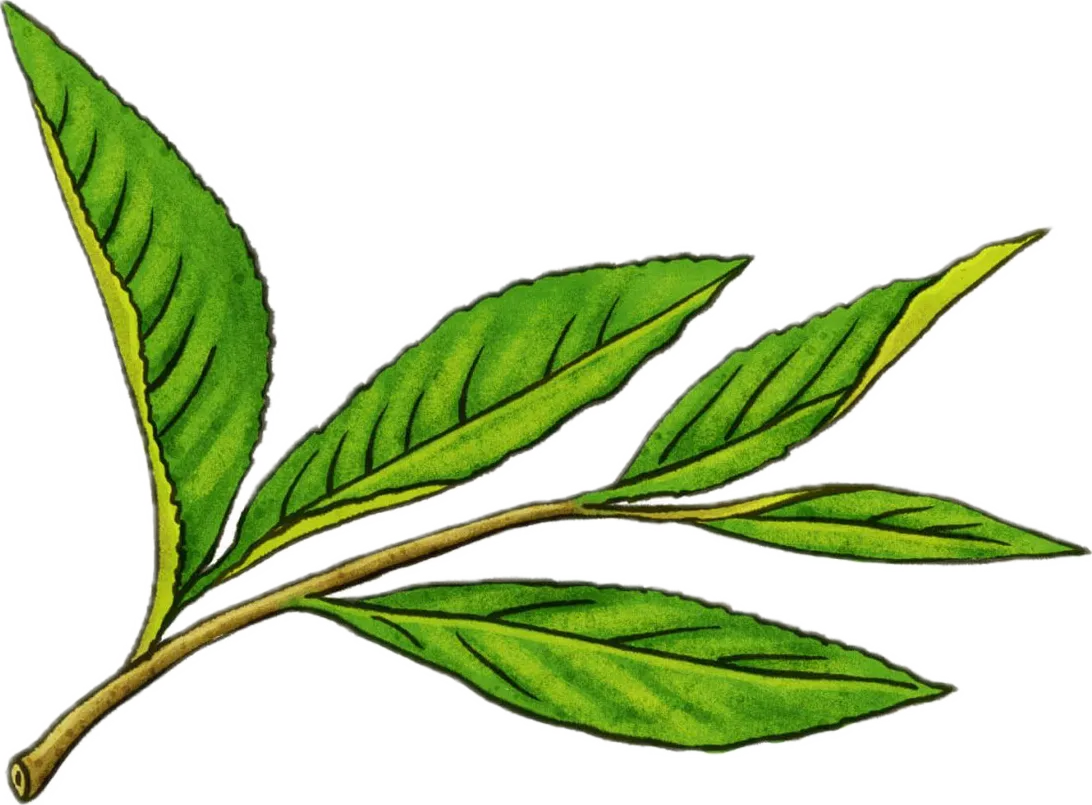 greentea.no