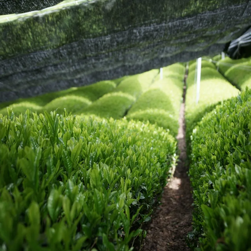 Teplanter under skyggeduk i Japan
